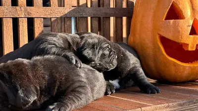 آگهی فروش نژاد کن کورسو