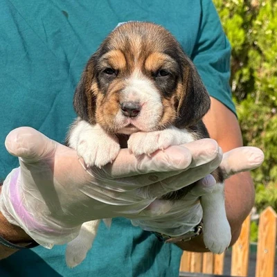 آگهی فروش نژاد بیگل