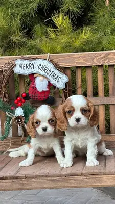 آگهی فروش نژاد کاوالیر کینگ چارلز اسپانیل