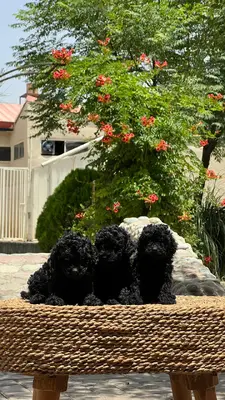 آگهی فروش نژاد &#x67E;&#x648;&#x62F;&#x644; &#x639;&#x631;&#x648;&#x633;&#x6A9;&#x6CC;