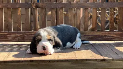 آگهی فروش نژاد بیگل