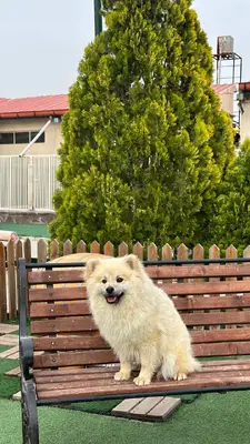 آگهی فروش نژاد اشپیتز آلمانی