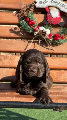 آگهی فروش نژاد انگلیش کوکر اسپانیل