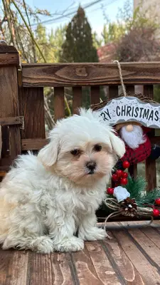 آگهی فروش نژاد مالتیز