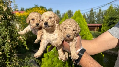 آگهی فروش نژاد پودل مینیاتوری