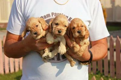 آگهی فروش نژاد انگلیش کوکر اسپانیل