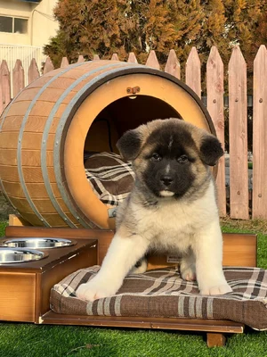 آگهی فروش نژاد آکیتا