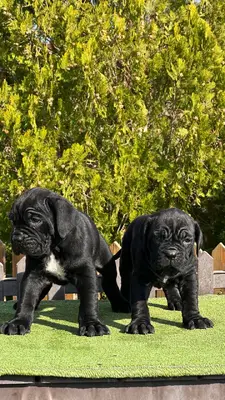 آگهی فروش نژاد کن کورسو