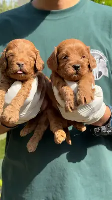 آگهی فروش نژاد کوکاپو