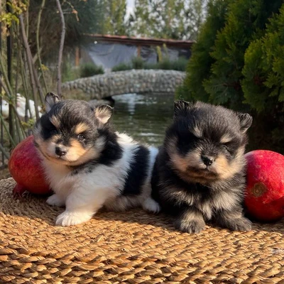 آگهی فروش نژاد اشپیتز آلمانی