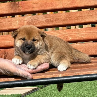 آگهی فروش نژاد شیبا اینو