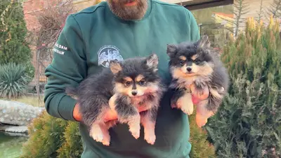 آگهی فروش نژاد اشپیتز آلمانی