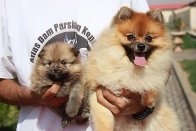 آگهی فروش نژاد پامرانین