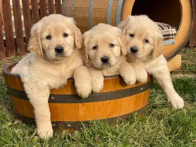 آگهی فروش نژاد گلدن رتریور