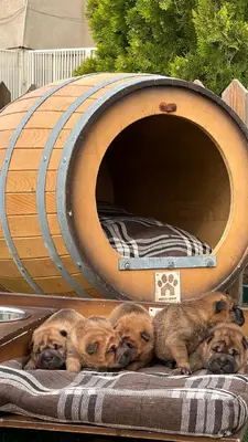 آگهی فروش نژاد چاینیز شارپی