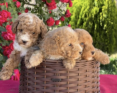 آگهی فروش نژاد پودل مینیاتوری