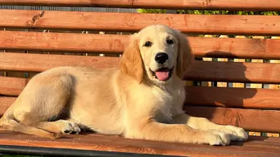 آگهی فروش نژاد گلدن رتریور