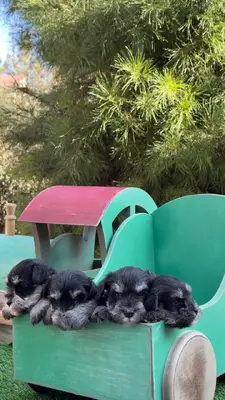 آگهی فروش نژاد مینیاتور اشنوزر