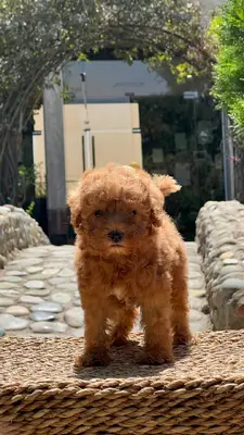 آگهی فروش نژاد پودل مینیاتوری