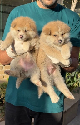 آگهی فروش نژاد آکیتا