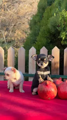 آگهی فروش نژاد چی واوا