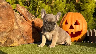 آگهی فروش نژاد فرنچ بولداگ