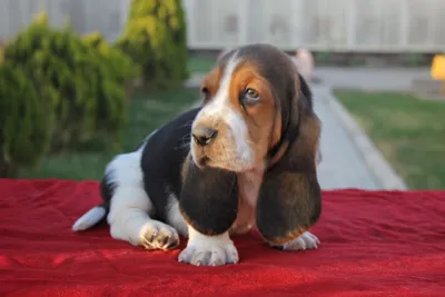 آگهی فروش نژاد باست هاند