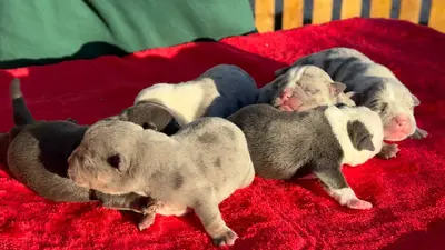 آگهی فروش نژاد آمریکن بولی