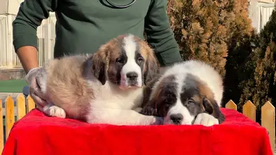 آگهی فروش نژاد سنت برنارد