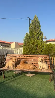 آگهی فروش نژاد گلدن دودل