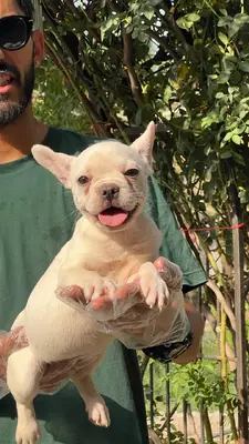 آگهی فروش نژاد فرنچ بولداگ