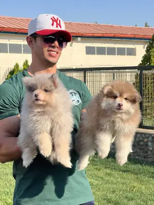 آگهی فروش نژاد پامسکی