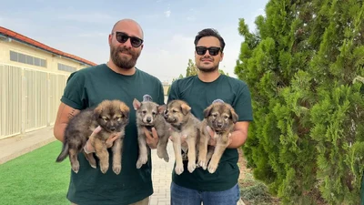 آگهی فروش نژاد چکسلواکین ولف داگ