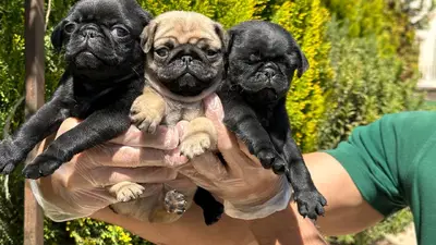 آگهی فروش نژاد پاگ