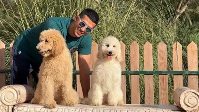 آگهی فروش نژاد پودل استاندارد