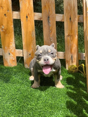 آگهی فروش نژاد آمریکن بولی