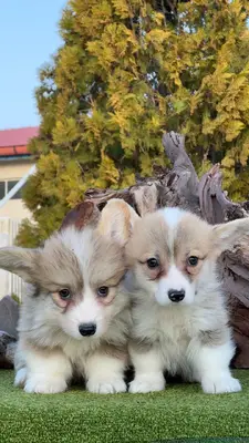 آگهی فروش نژاد پمبروک ولش کورگی