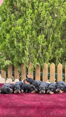 آگهی فروش نژاد داشهوند