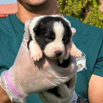 آگهی فروش نژاد بردر کالی