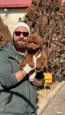 آگهی فروش نژاد پودل مینیاتوری