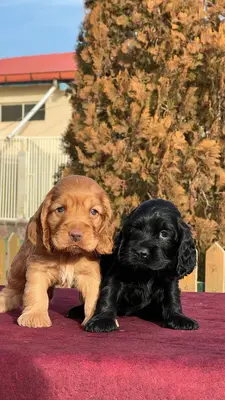 آگهی فروش نژاد انگلیش کوکر اسپانیل