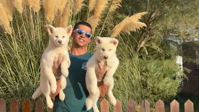 آگهی فروش نژاد آکیتا