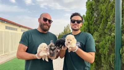 آگهی فروش نژاد اشپیتز آلمانی