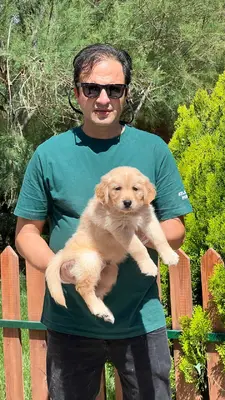 آگهی فروش نژاد گلدن رتریور