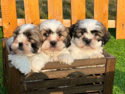 آگهی فروش نژاد شیتزو