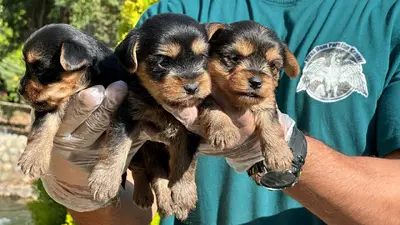 آگهی فروش نژاد یورکشایر تریر