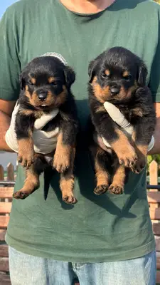 آگهی فروش نژاد روتوایلر