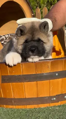 آگهی فروش نژاد آکیتا