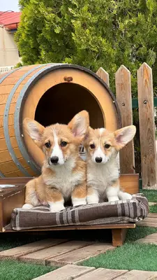 آگهی فروش نژاد پمبروک ولش کورگی