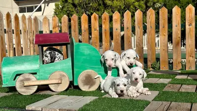 آگهی فروش نژاد دالمیشن